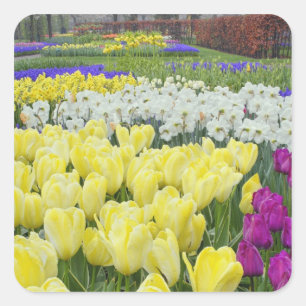 Tulpen, Narzissen und Traubenhyazinthenblüten, Quadratischer Aufkleber