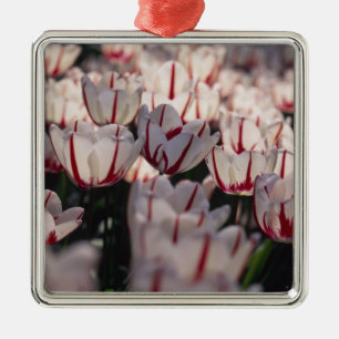 Tulpen Ornament Aus Metall