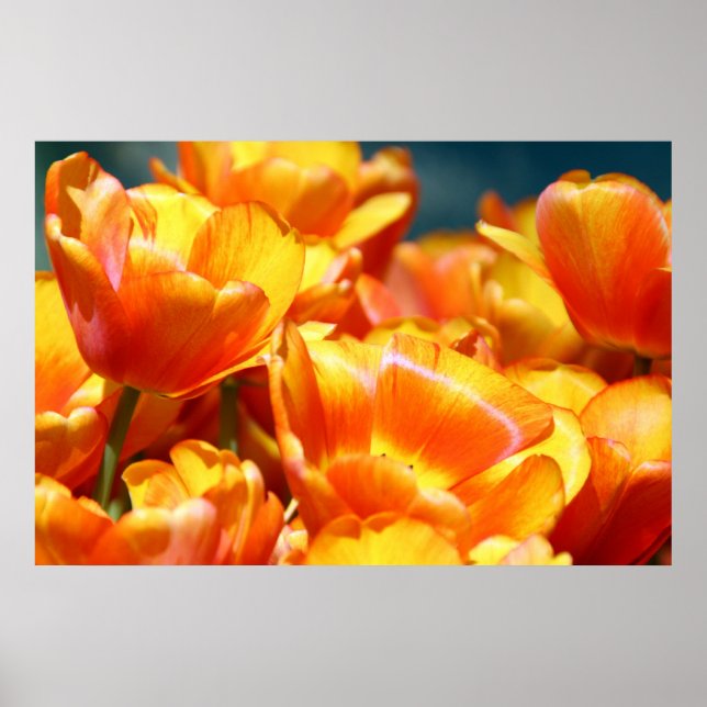 Tulpen Poster (Vorne)