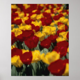 Tulpen Poster