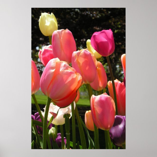 Tulpen Poster (Vorne)
