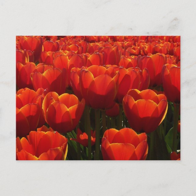 Tulpen Postkarte (Vorderseite)