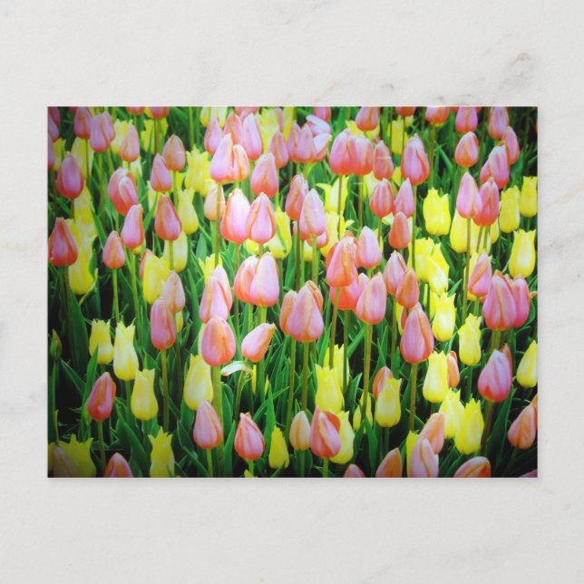 Tulpen Postkarte (Vorderseite)