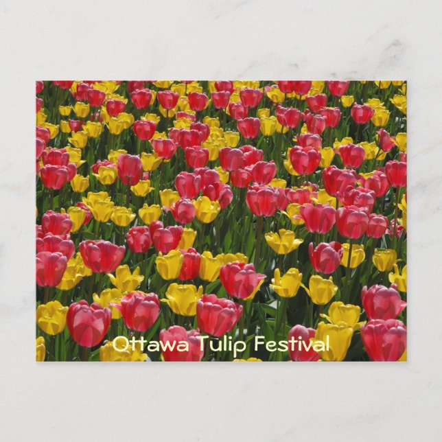 Tulpen. Postkarte (Vorderseite)