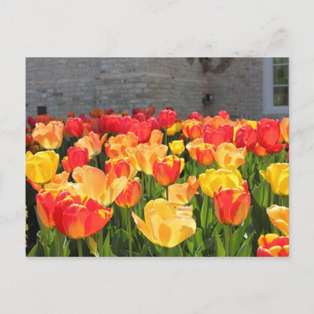 Tulpen Postkarten (Vorderseite)