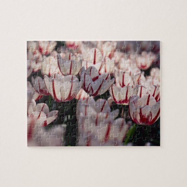 Tulpen Puzzle (Horizontal)