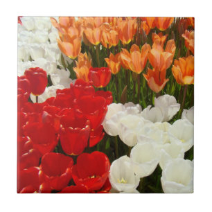 Tulpen Rot Orange Weiße Tulpen Blumen Geschenke Fliese