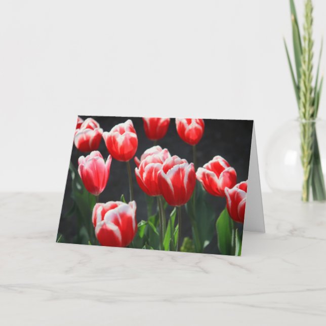 Tulpen, rot und weiß karte (Vorderseite)