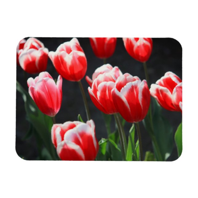 Tulpen, rot und weiß magnet (Horizontal)