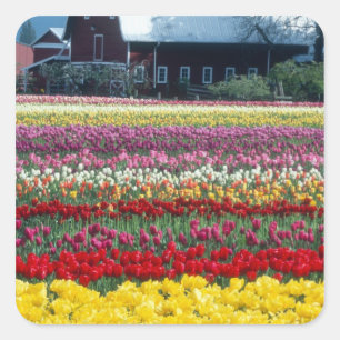 Tulpen-Schau-Garten, Skagit County, Quadratischer Aufkleber