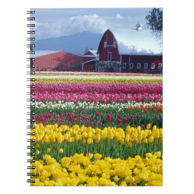 Tulpen-Schaufläche Notizblock (Vorderseite)