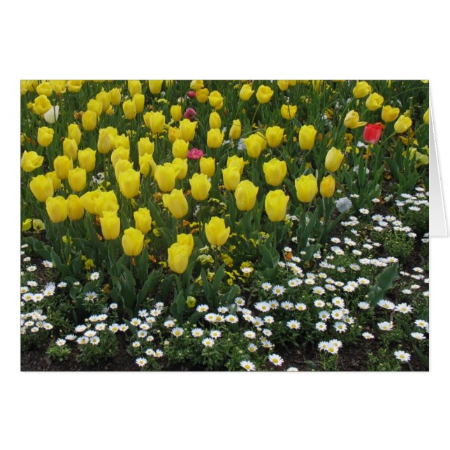 Tulpen, Stiefmütterchen, Molsen (Vorderseite (Horizontal))