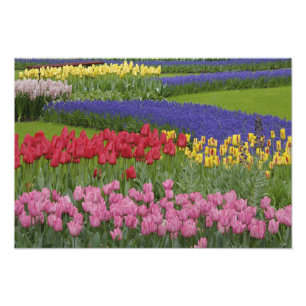 Tulpen-, Traubenhyazinthen- und  Fotodruck