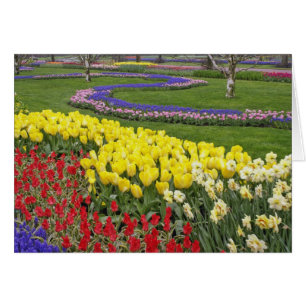 Tulpen, Traubenhyazinthen und Narzissen,