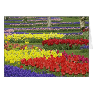 Tulpen, Traubenhyazinthen und Narzissen, 2