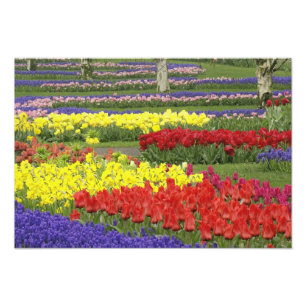 Tulpen, Traubenhyazinthen und Narzissen, 2 Fotodruck
