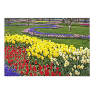 Tulpen, Traubenhyazinthen und Narzissen, Fotodruck