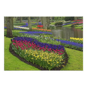 Tulpen, Traubenhyazinthen und Narzissen, Fotodruck