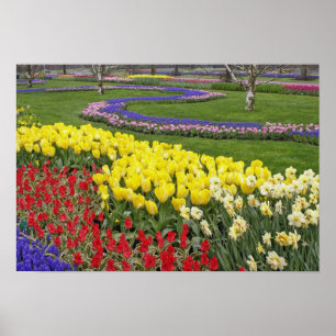 Tulpen, Traubenhyazinthen und Narzissen, Poster