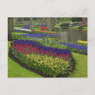 Tulpen, Traubenhyazinthen und Narzissen, Postkarte