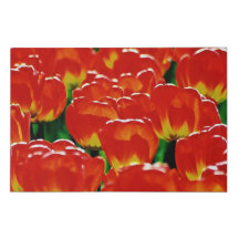 Tulpen Tulpen