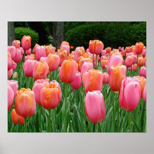 Tulpen, Tulpen, Tulpen Poster (Vorne)