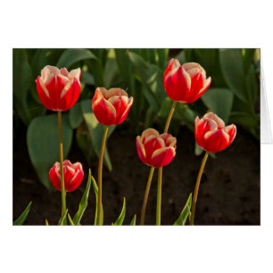 Tulpen, Tulpenfest, Woodburn, Oregon, USA 1