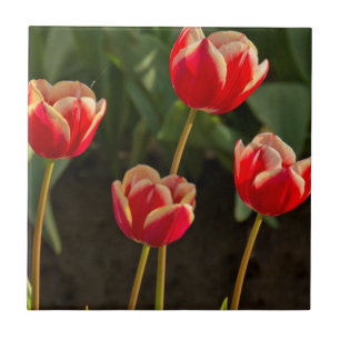 Tulpen, Tulpenfest, Woodburn, Oregon, USA 1 Fliese