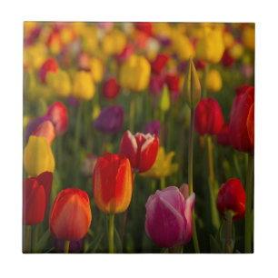Tulpen, Tulpenfest, Woodburn, Oregon, USA 2 Fliese