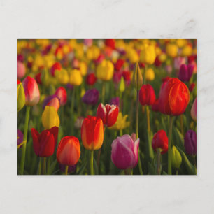 Tulpen, Tulpenfest, Woodburn, Oregon, USA 2 Postkarte