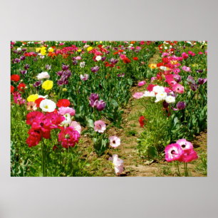 Tulpen u. Mohnblumen Poster
