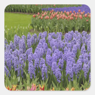 Tulpen- und Hyazinthen-Garten, Keukenhof-Gärten, Quadratischer Aufkleber