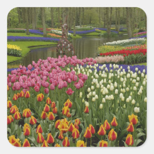 Tulpen- und Hyazinthen-Garten, Keukenhof-Gärten, Quadratischer Aufkleber