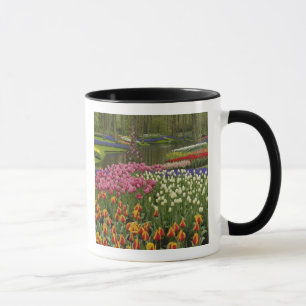 Tulpen- und Hyazinthen-Garten, Keukenhof-Gärten, Tasse