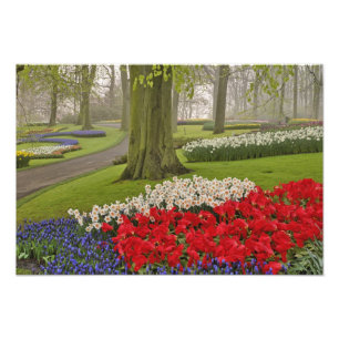 Tulpen und Narzellen, Keukenhof Gardens, Fotodruck