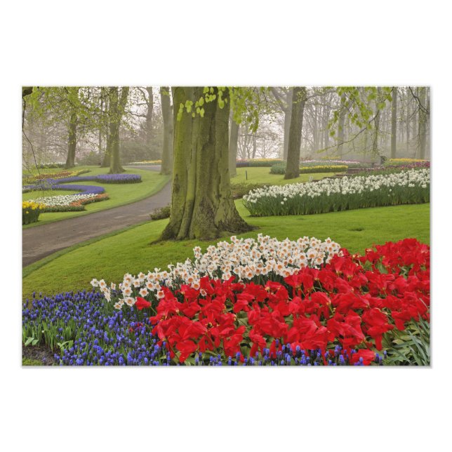 Tulpen und Narzellen, Keukenhof Gardens, Fotodruck (Vorne)