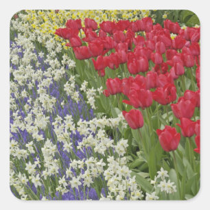 Tulpen- und Narzissengarten, Keukenhof-Gärten, Quadratischer Aufkleber