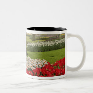 Tulpen und Osterglocken, Keukenhof-Gärten, Zweifarbige Tasse