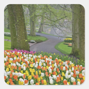 Tulpen und Straße, Keukenhof-Gärten, Lisse, Quadratischer Aufkleber