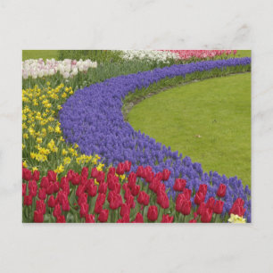 Tulpen- und Traubenhyazinthen- und Narzissengarten Postkarte