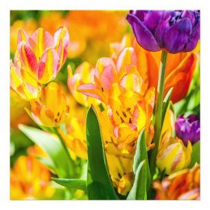 Tulpen Verzaubernd 01 Fotodruck