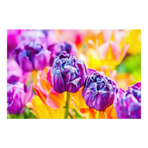 Tulpen Verzaubernd 14 Fotodruck