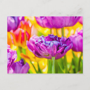 Tulpen verzaubernd dunkelrosa postkarte