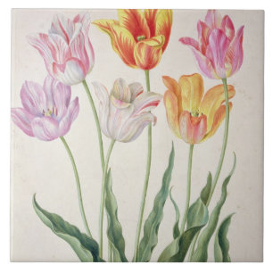 Tulpen, vom "NassauFlorilegium" (w/c auf pape Fliese