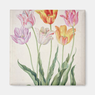 Tulpen, vom "NassauFlorilegium" (w/c auf pape Magnet