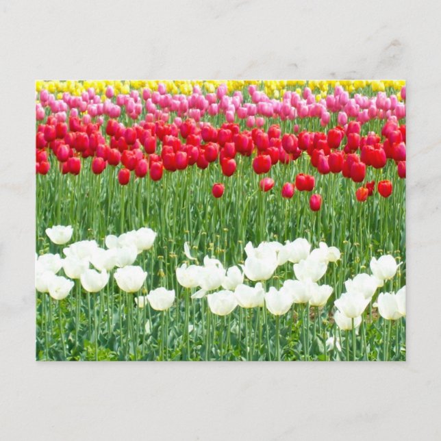 Tulpen, weiß, rot und gelb postkarte (Vorderseite)