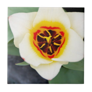 Tulpenblume Fliese