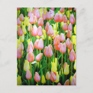 TulpenBlume Postkarte