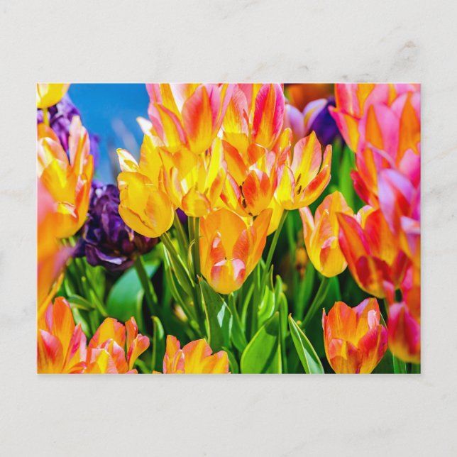 Tulpenblumen - Blühen Postkarte (Vorderseite)