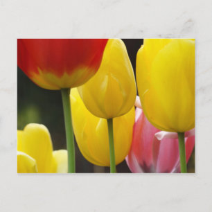 Tulpenblumen-Garten-Postkarten Helle Farbige Postkarte